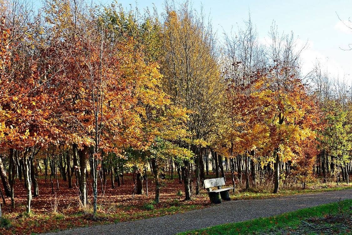Autumn colour in Beech Wood