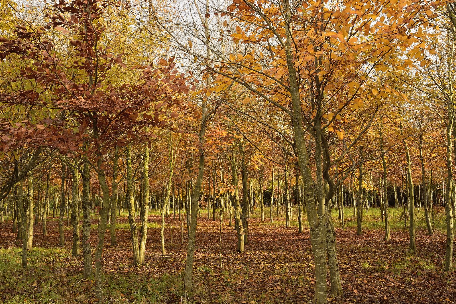 Sunlight through Beech Wood in autumn