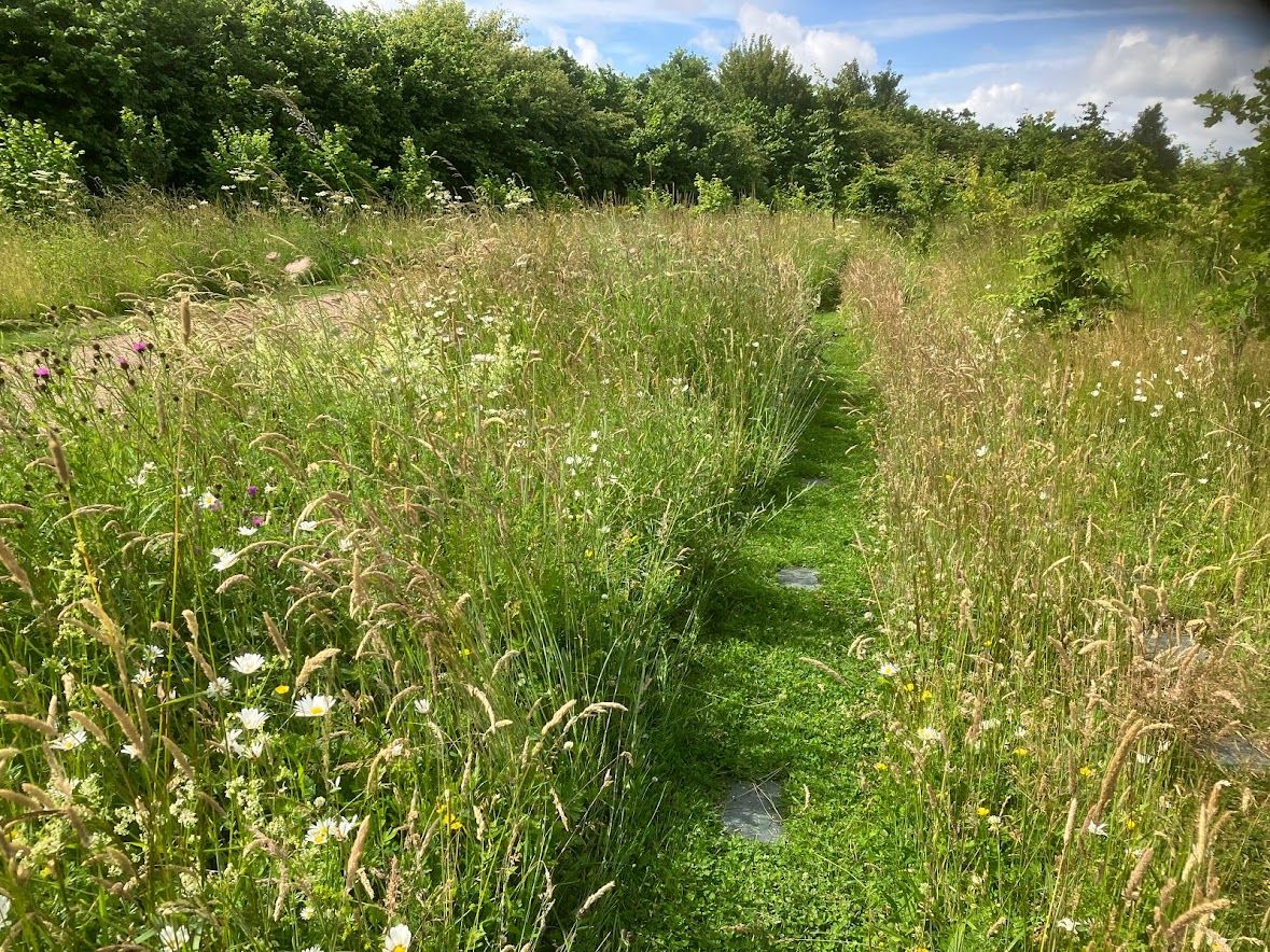 A mown path through the wildflower glades at Beech Wood Green Burial