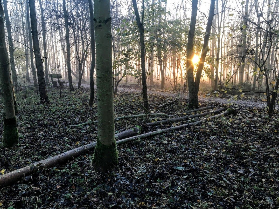 Woodland thinning in progress