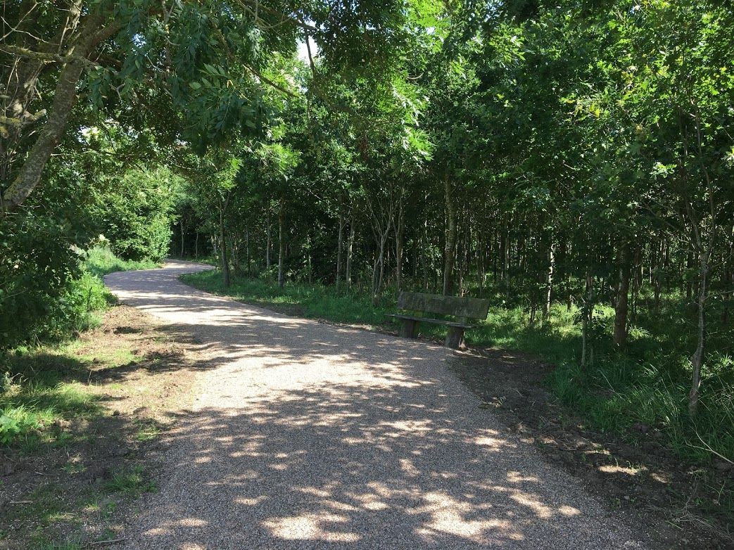 A gravel path through Grange Wood