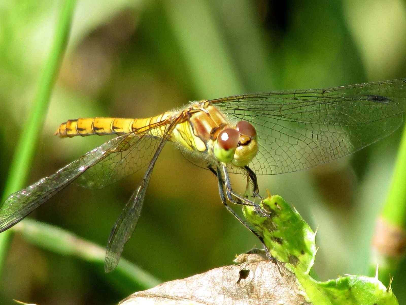 A dragonfly resting on a stem