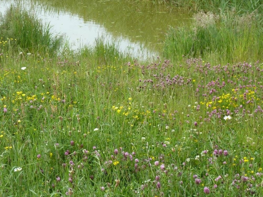 Wildflower meadow and pond at Sir Joseph Banks Country Park