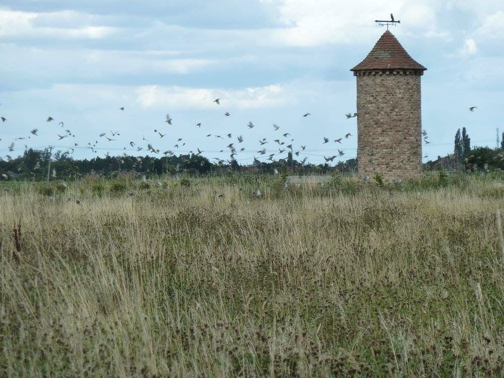 Wildflower meadow with a tower in the distance and birds in flight