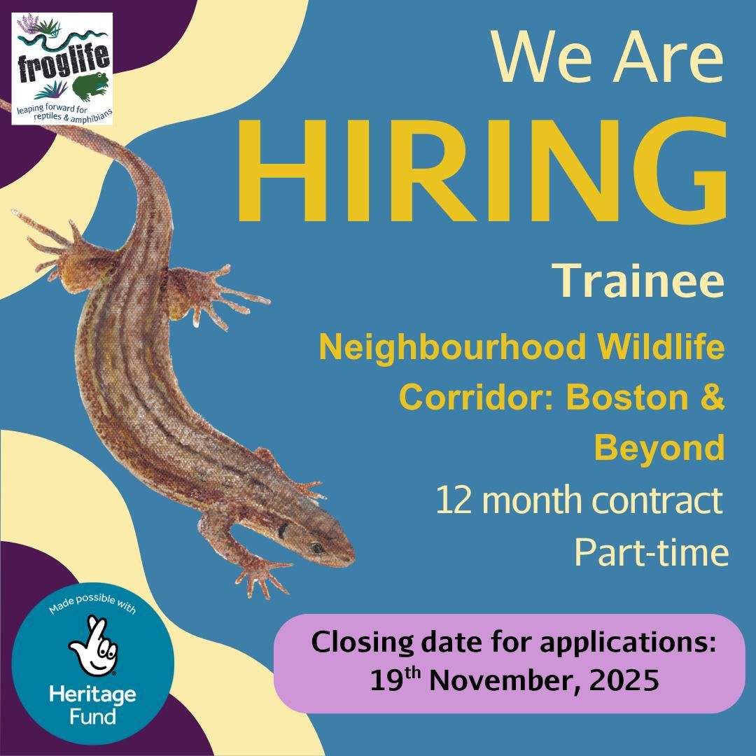 Froglife poster: We are hiring a trainee