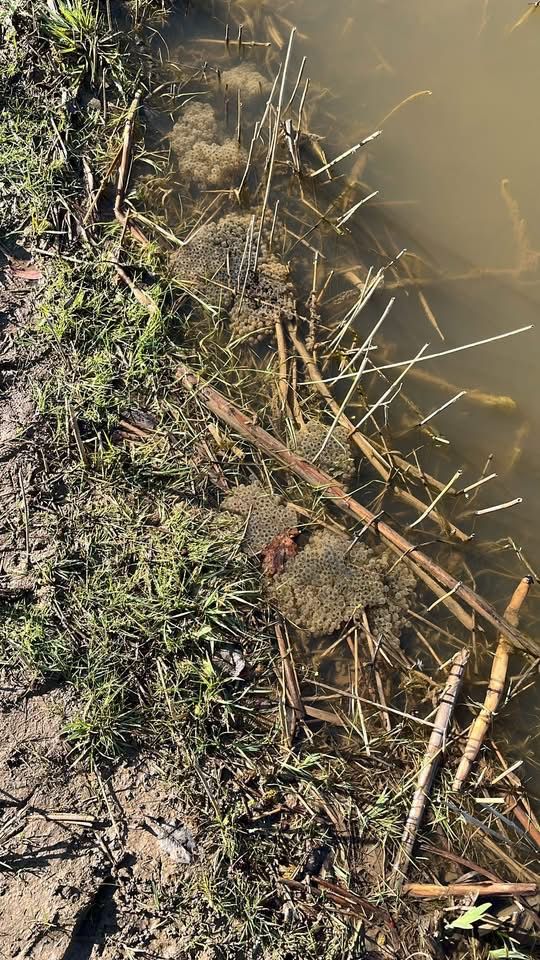Froglife update on the Jenny's Wood ponds