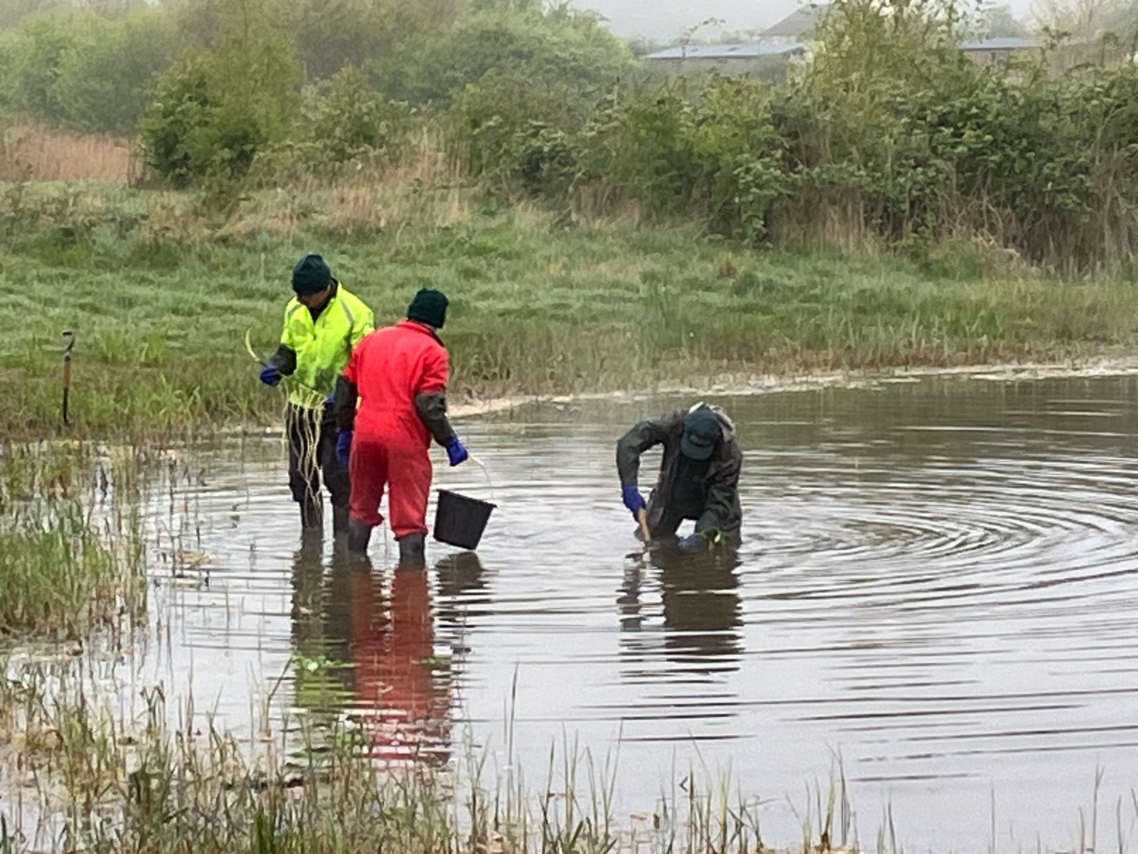 Planting aquatic plants in the restored pond