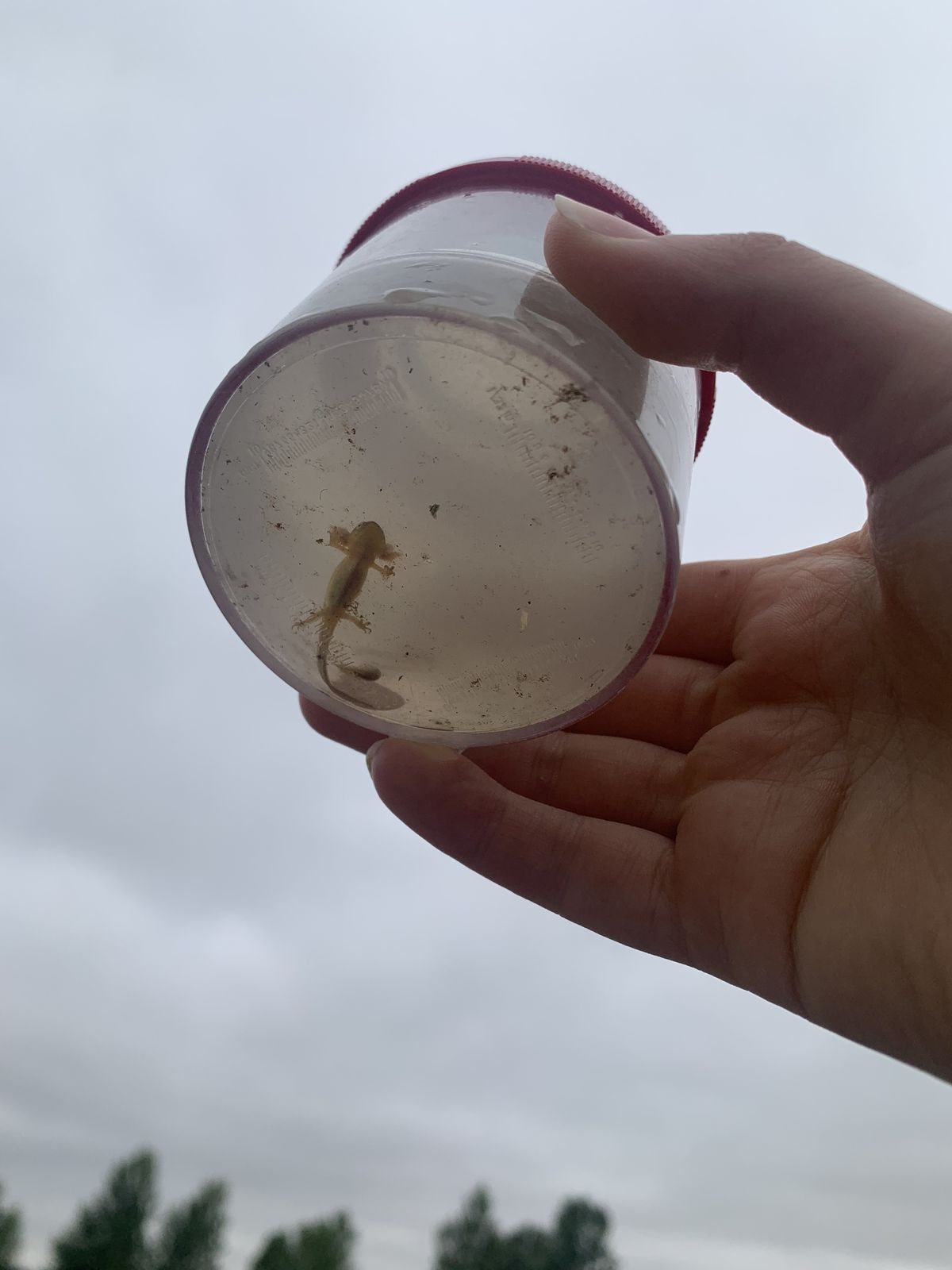 A smooth newt eft in a pot at Jenny's Wood meadow pond