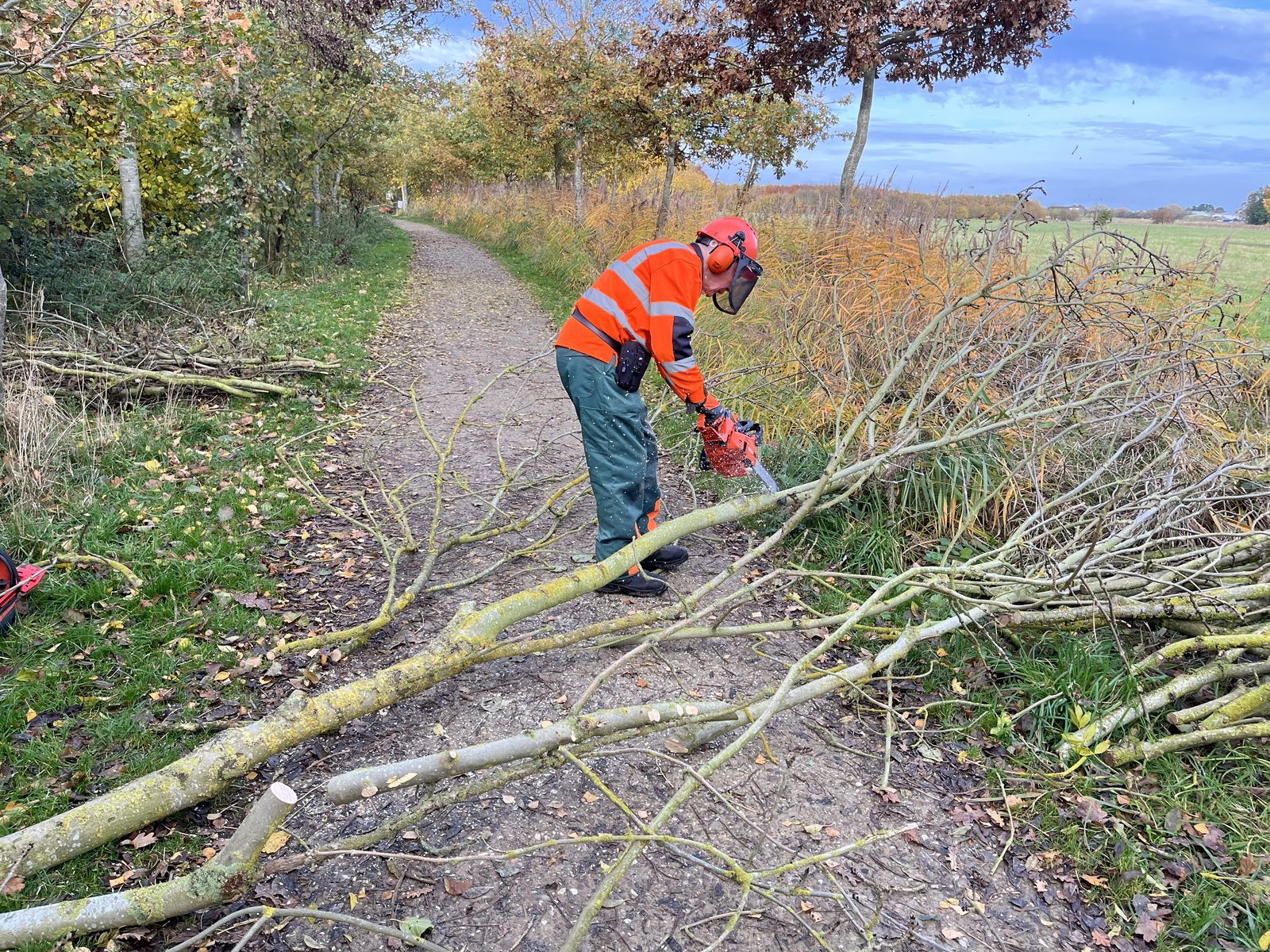 A volunteer removing dead and dying trees at Westgate Wood