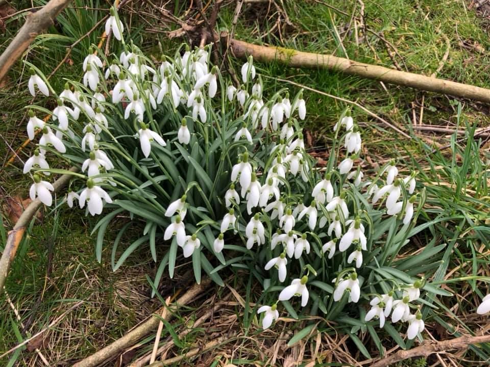 Snowdrops in flower