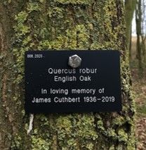 An adopted oak with a memorial plaque