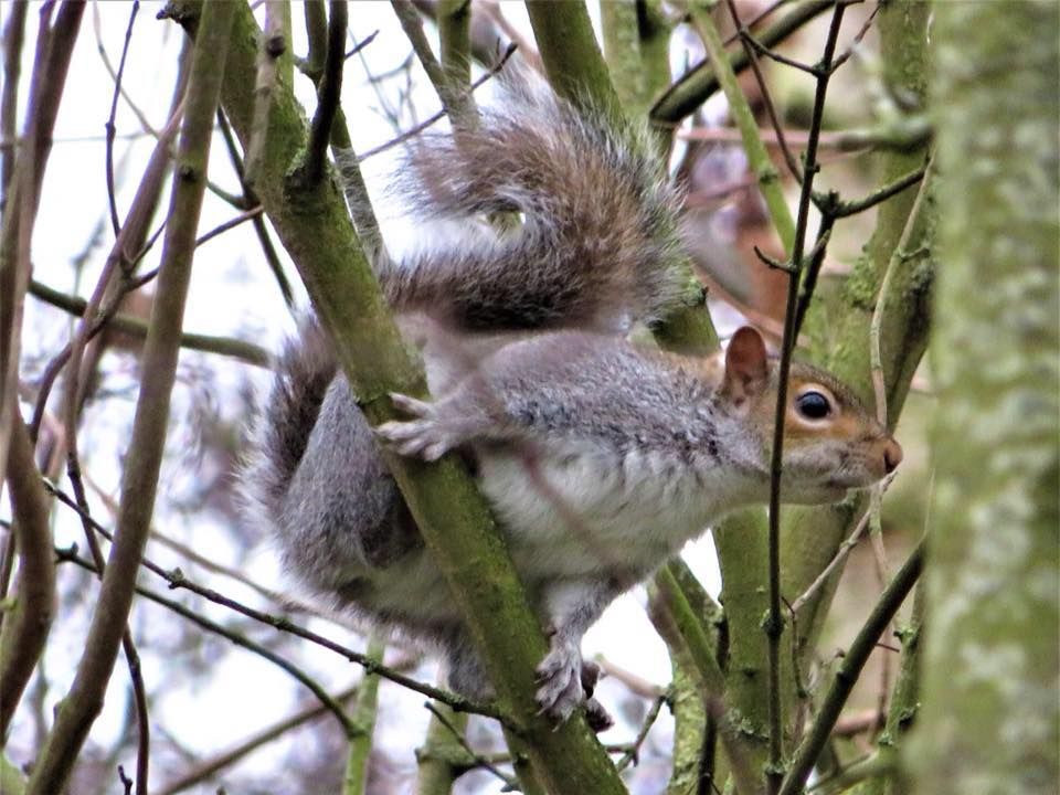 A grey squirrel in a tree