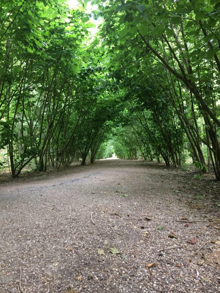 Sunlit path in Westgate Wood in summer