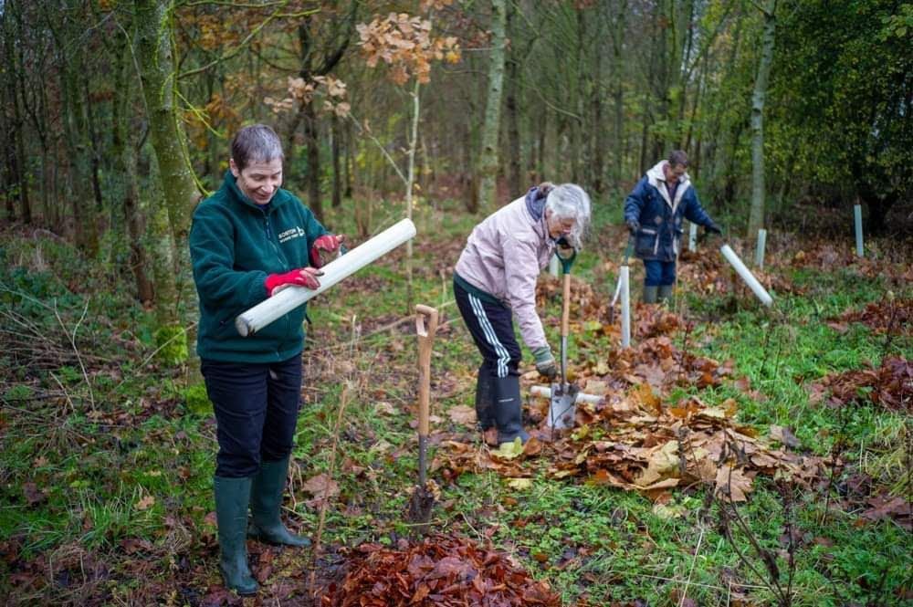 Volunteers planting trees